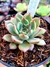 Echeveria Vertix Rubrae - comprar online