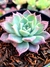 Echeveria Pink Bubble - comprar online