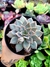 Echeveria Chloe na internet