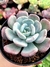 Echeveria Hibrida Setosa Oteroi x Laui - comprar online