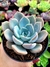 Echeveria Garoto - comprar online