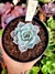 Echeveria Gost Buster na internet