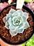 Echeveria Gost Buster