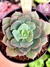 Echeveria Painted Green