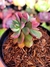 Echeveria Alata - comprar online