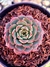 Echeveria Miraglen