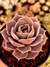 Echeveria Lotus - comprar online