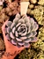 Echeveria Suryeon na internet