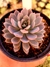 Echeveria Ice Cloud - comprar online