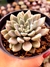 Graptoveria Hermes - comprar online