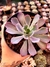 Echeveria Neon Breaks - loja online