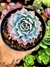 Echeveria Blue Heron na internet