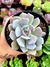 Echeveria Topsy Debbie na internet