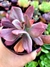 Echeveria Diamons State - comprar online