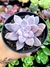 Graptopetalum Superbum na internet