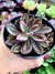 Echeveria Maruba - comprar online