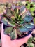 Aeonium Red Edge Variegata - comprar online