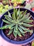 Echeveria Lutea - comprar online