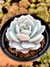 Echeveria Cally Argentea - comprar online