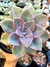 Graptoveria Douglas Huth