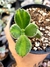 Cotyledon Tomentosa Variegata - Pata de Urso - comprar online