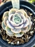 Echeveria Blue Surprise - comprar online