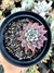 Echeveria Winds of Change - comprar online