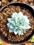 Echeveria Blue Star