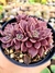 Sinocrassula Indica - comprar online