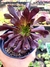 Aeonium Voodo