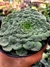 Aeonium Tabuliforme - comprar online