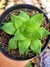 Hawortia Cymbiformis - comprar online