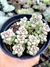 Sedum Mendozae