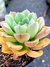 Echeveria Hibrida Paula - comprar online