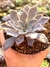 Echeveria Eloina - comprar online