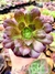 Aeonium Arboreum Atropurpurea