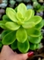 Sedum Shangrila Variegata - comprar online