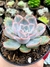 Echeveria Orion - comprar online