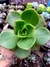 Aeonium Nobile