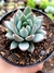 Echeveria Hanajibim - comprar online