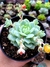 Echeveria Derenbergii - comprar online