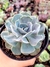 Echeveria Gib. Blue Ruffles - comprar online