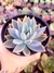 Graptoveria Whater Lilly - comprar online