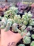 Cotyledon Pends