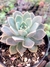 Echeveria Pretty In Pink na internet