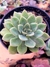 Echeveria Híbrida Pulidonis