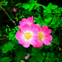 60 Semillas Rosa mosqueta (Rosa eglanteria)