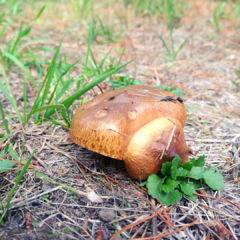20 gramos de hongos de pino Boletus secos - comprar online