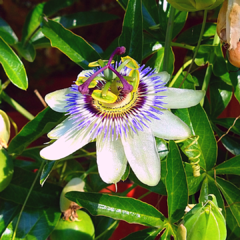 20 Semillas Pasionaria (Passiflora caerulea) trepadora medicinal - comprar online