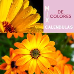 120 Semillas Caléndula °MIX° Flor naranja y flor amarilla